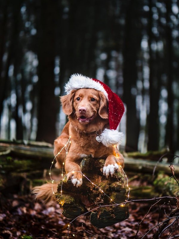 Keeping your pet safe during holiday celebrations