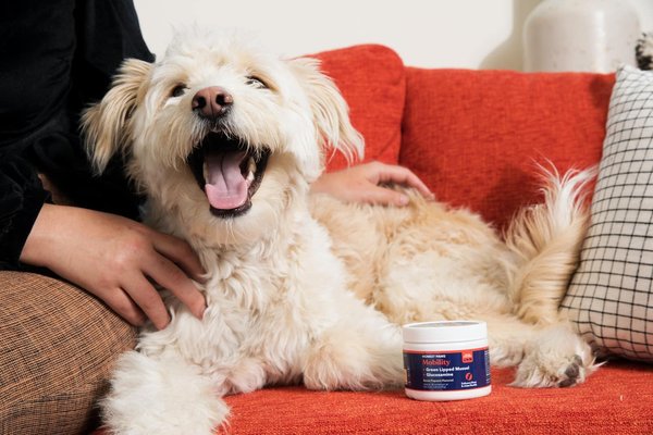 How to manage a pet's chronic pain