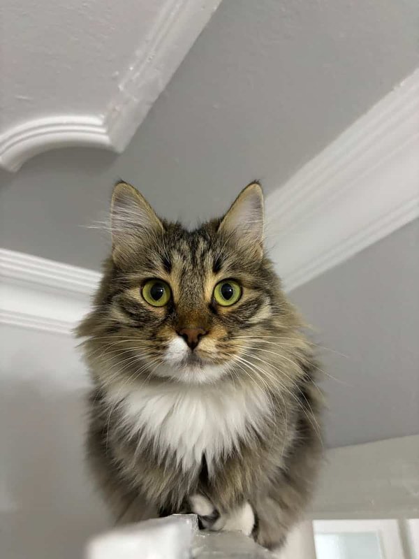 What are the signs of overheating in pets?