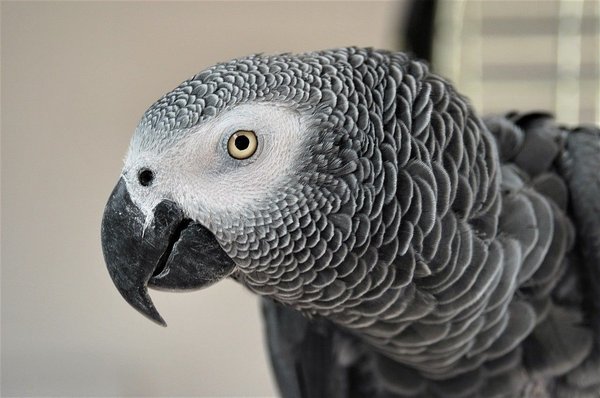 Why do parrots mimic human speech?