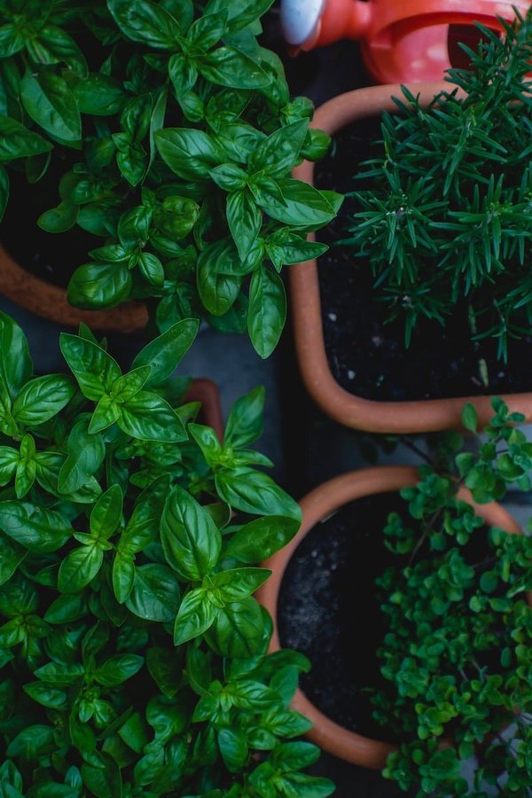 What are the best plants for a home herb garden?